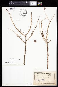 Larix laricina image