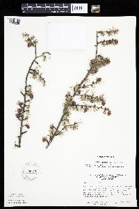 Larix laricina image