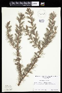 Larix laricina image