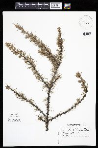 Larix laricina image