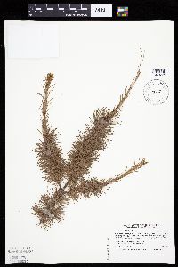 Larix laricina image
