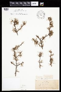 Larix laricina image