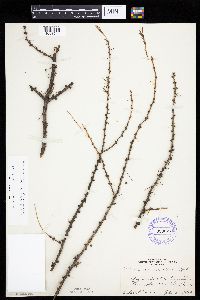 Larix laricina image