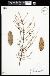 Picea abies image
