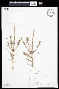 Media resource of Picea abies