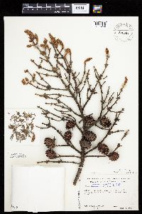 Picea mariana image