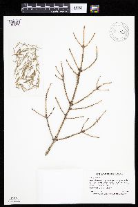Picea glauca image