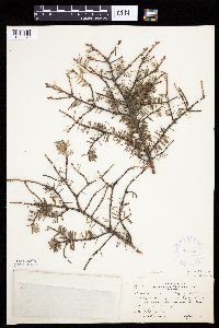 Picea glauca image