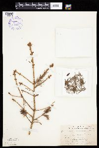 Picea glauca image