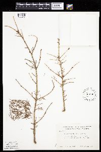 Picea glauca image