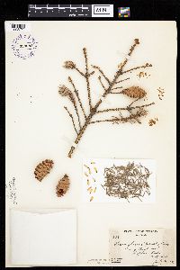 Picea glauca image