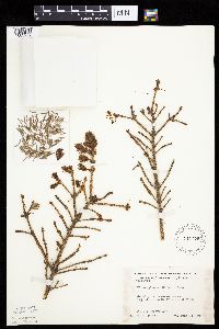 Picea glauca image