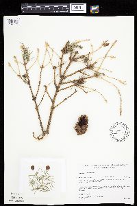 Picea glauca image
