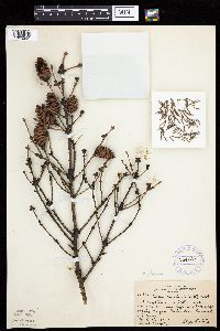 Picea glauca image