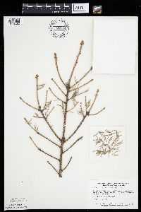 Picea glauca image