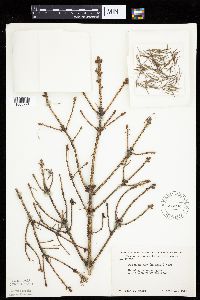 Picea glauca image