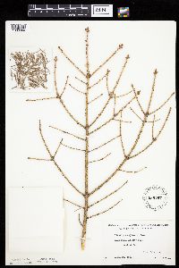 Picea glauca image