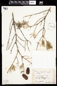 Picea glauca image