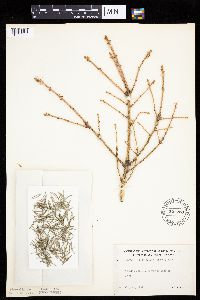Picea glauca image
