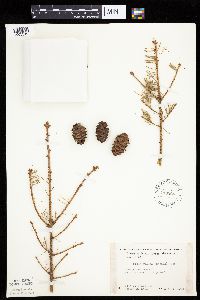 Picea glauca image