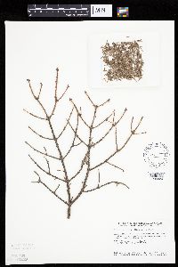 Picea mariana image
