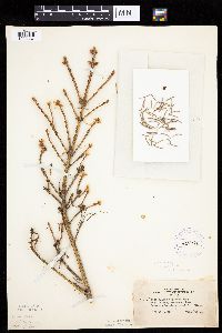 Picea glauca image