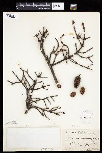 Picea glauca image