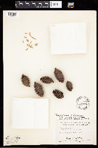 Image Associated With the Occurrence