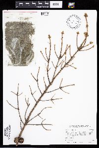 Media resource of Picea mariana