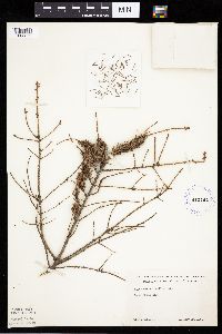 Picea mariana image