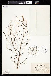 Picea mariana image