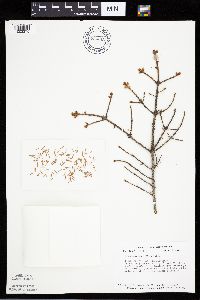 Picea mariana image