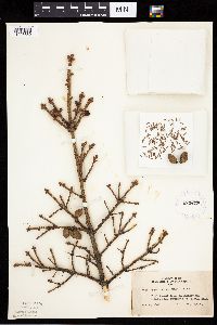 Picea mariana image