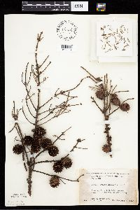 Picea mariana image