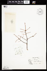 Picea mariana image