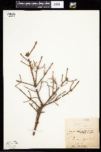 Picea mariana image