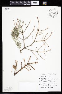 Picea mariana image