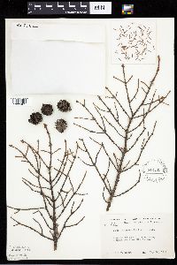 Picea mariana image