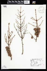 Picea mariana image