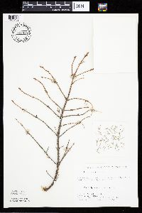 Picea mariana image