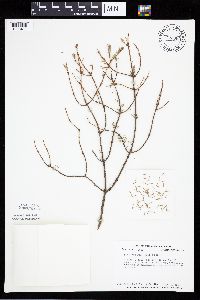Picea mariana image
