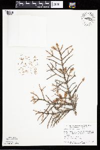 Picea mariana image