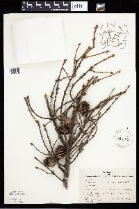 Picea mariana image