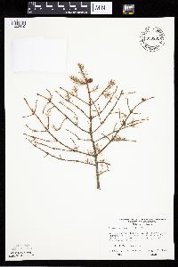 Picea mariana image