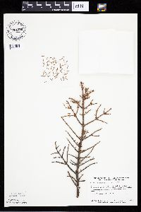 Picea mariana image