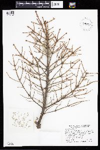 Picea mariana image