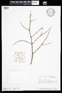 Picea mariana image