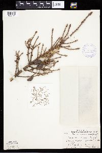 Picea mariana image