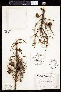Picea mariana image