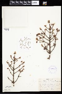 Picea mariana image